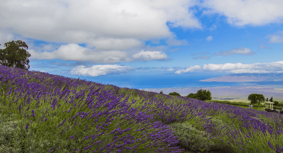 Here’s Everything You Should Know About Maui Lavender Farm +1-866-869-5359