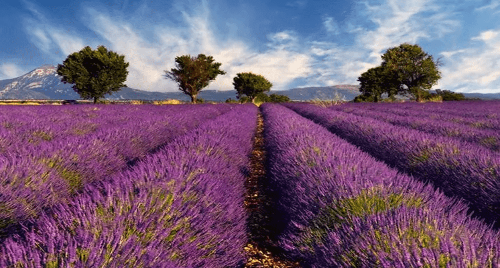 Maui Lavender Farm