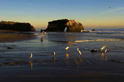 A walk through Natural Bridges State Beaches +1-866-869-5359