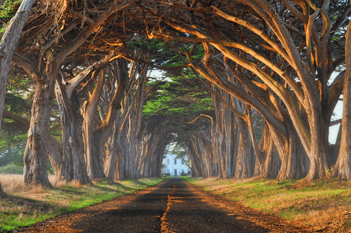 Stops for a Scenic Road Trip Along M-119 and the Tunnel of Trees+1-866-869-5359