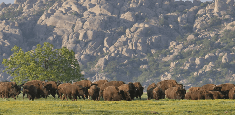 Wichita Mountains Wildlife Refuge