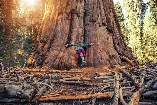 A must visit the place is Sequoia National Park +1-866-869-5359