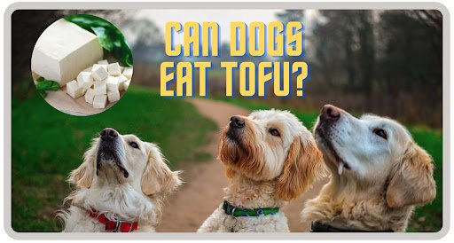 Can I feed my dog ‘TOFU’?