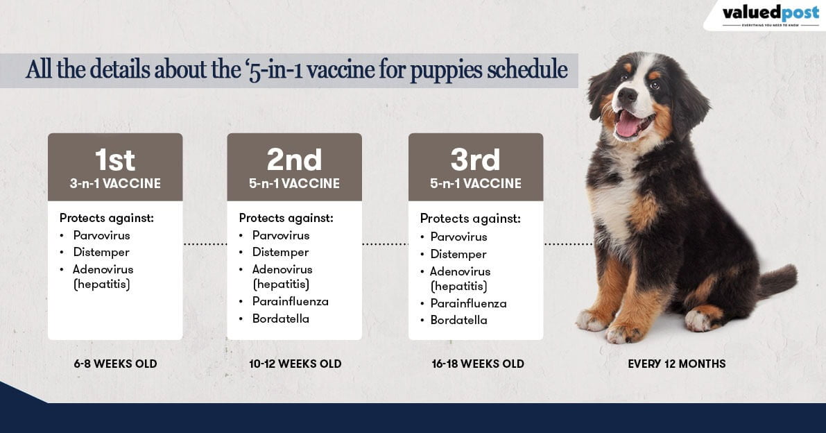 All the details about the ‘5-in-1 vaccine for puppies schedule’