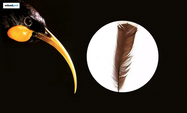Feather of Huia Bird