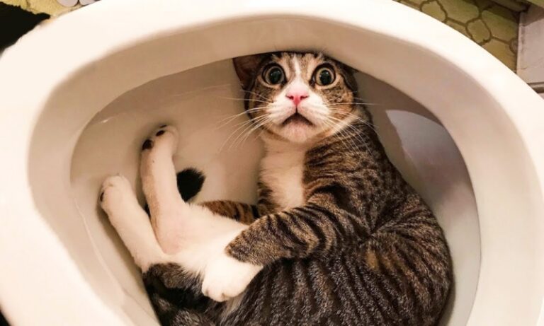 Cat Refuses To Leave Toilet – When Owner Sees What’s Under It, She Calls The Police