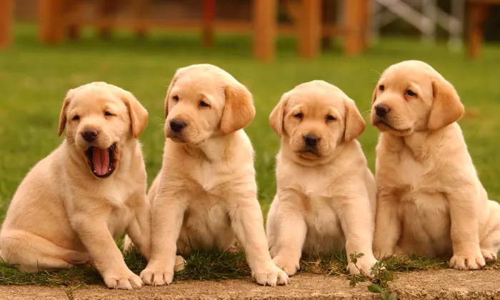 When A Dog Gave Birth, The Vet Noticed That The Puppies Are Not Puppies