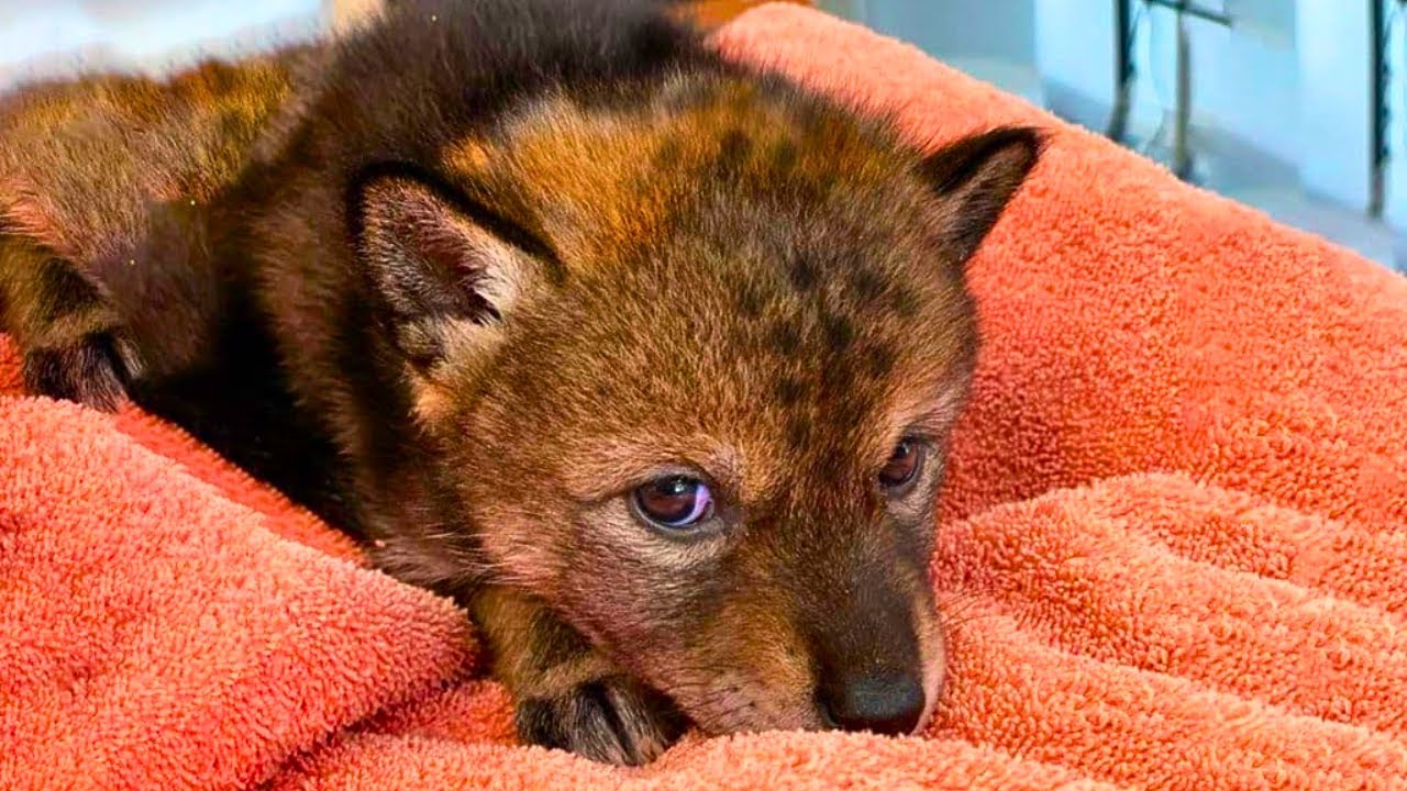 Family Adopts Puppy, But The Vet Immediately Calls The Police When He Sees Him !